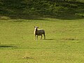 A sheep near Malcombe sector