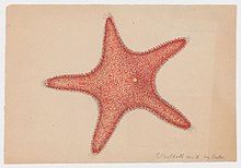 red watercolor painting of a starfish