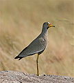 Vanneau du Sénégal,(Vanellus senegallus) (Charadriidae)