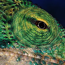 image_chameleon_eye