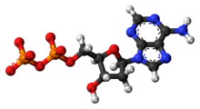 Ball-and-stick model of the adenosine diphosphate anion