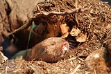 Ansell's mole-rat (Fukomys anselli)