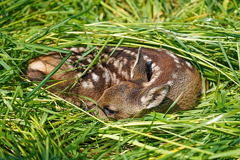 Faon de Chevreuil européen (Capreolus capreolus).