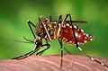 Culicomorpha/Culicidae (mbu wa homanyongo Aedes aegypti)