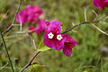 Bunga kertas Bougainvillea spectabilis
