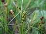 Zilte zegge (Carex distans)
