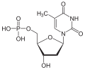 Desoxythymidin- monophosphat (dTMP)