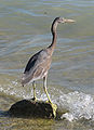 Juvenile dark morph, Coral Bay, Western Australia