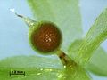 Cleistocarpous sporophyte of the moss P. patens