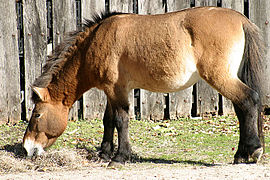 Cheval de Przewalski