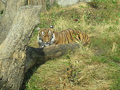 Tiger in the Ústí nad Labem Zoo, Ústí nad Labem in Czech Republic