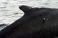 A whale shot by a modified crossbow bolt for a blubber biopsy sample