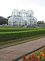 Colored varieties used as ornamental plant in the Botanical Garden of Curitiba, Southern Brazil