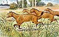 Image 27Restoration of Mesohippus (from Evolution of the horse)