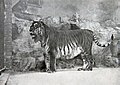 † Tigre de la Caspiana