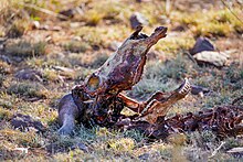 African buffalo skull decomposing in the Serengeti National Park, Tanzania