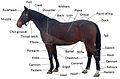 Image 19Points of a horse (from Equine anatomy)