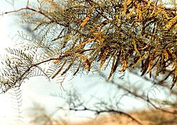 foliaro kaj floroj de Prosopis chilensis