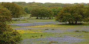 Ranchland with Texas bluebonnets (Lupinus texensis) in western Kerr County (17 April 2015)