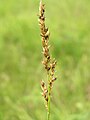 Paardenhaarzegge (Carex appropinquata)