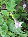 Bangidevona, "Jimson oʻti", "Tikanli olma" (Datura stramonium)