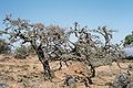 Image 20Frankincense trees in Dhofar in southern Oman (from Tourism in Oman)