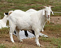 Domestic goat