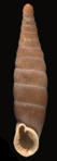 קונכייה כישורית-מגדלית של סגורית מהמין Bulgarica denticulata