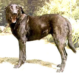 Cão de Castro Laboreiro