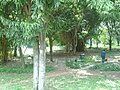 Bamboos and other trees in Cubbon Park