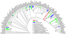 Observed occurrences of green and red biofluorescence in Actinopterygii