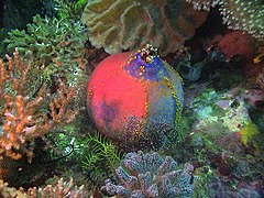 Pseudocolochirus violaceus. Les espèces de plusieurs genres de cette famille, rondes, colorées et sédentaires, sont couramment appelées pomme de mer.