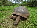 Galapagos tortoise