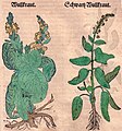 Hieronymus Bock 1549 Li: Verbasc. phlomoides Re: Verbascum nigrum