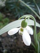 Fleur de Galanthus elwesii