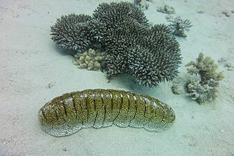 Holothuria fuscopunctata.