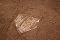 Home plate of a baseball field