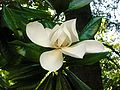 Una magnolia fiorita