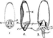 Grain of wheat. co = coleorhiza, r1 and r2 = root