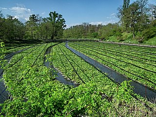 'n Wasabi-aanplanting op Japan se Nagano