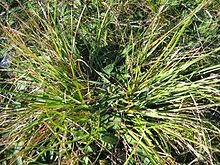 Danthonia decumbens