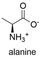 Alanina pada pH fisiologis