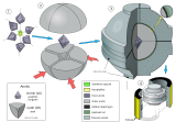 A schematic drawing of a vertical cross-section through a BARS press: the synthesis capsule is surrounded by four tungsten carbide inner anvils. Those inner anvils are compressed by four outer steel anvils. The outer anvils are held a disk barrel and are immersed in oil. A rubber diaphragm is placed between the disk barrel and the outer anvils to prevent oil from leaking.