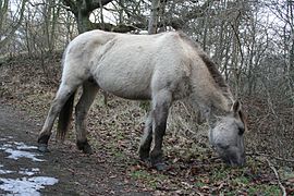 Konik