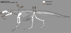 Skeleton restoration