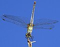 Sympetrum sanguineum ženka donja strana