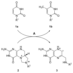 'Thymidylate synthase reaction: dUMP + 5,10-methylenetetrahydrofolate ⇔ dTMP + dihydrofolate