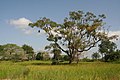 Image 8Landscape of Casamance (from Senegal)