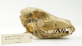 Falklands Island Wolf Skull (NML-VZ D.557) held at World Museum, National Museums Liverpool