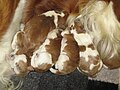 Image 53Newborn Welsh Springer Spaniels (from Puppy)